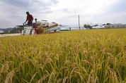 쌀 수급 안정 위해 정부양곡 10만톤 시장에 추가 공급